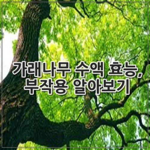 가래나무 수액 효능, 부작용 알아보기