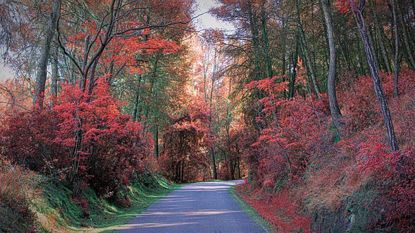상생소비지원금