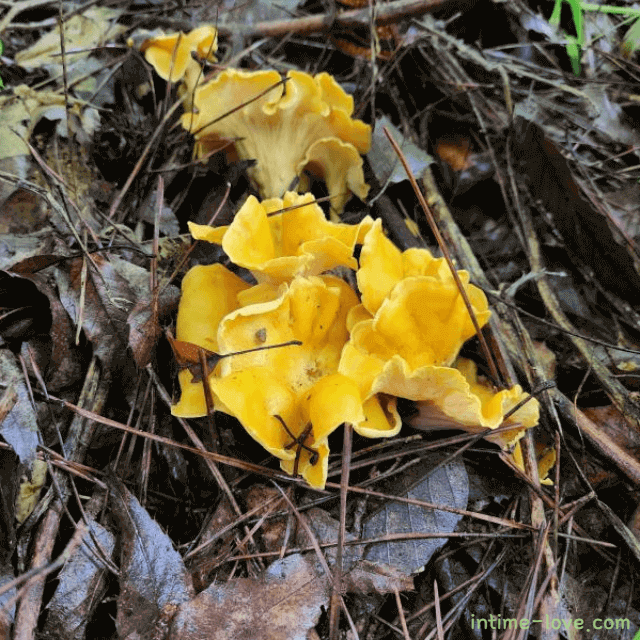 살구버섯(꾀꼬리버섯)