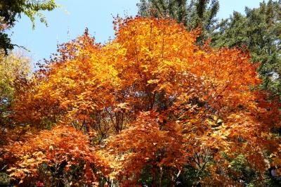고로쇠물 효능 부작용 유통기한 먹는방법 구입방법 채취방법