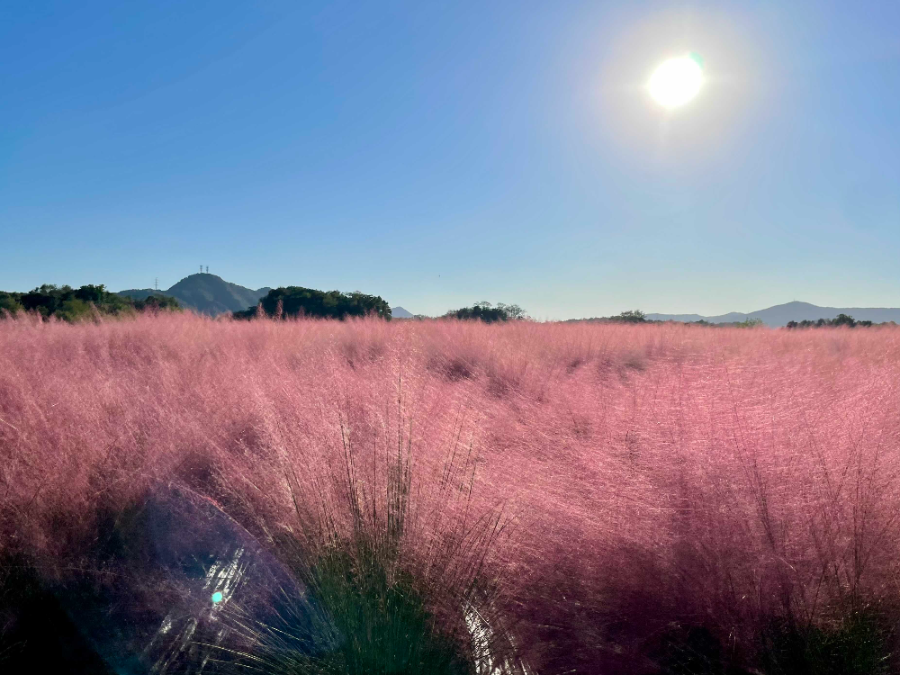 양주 나리농원 꽃 축제