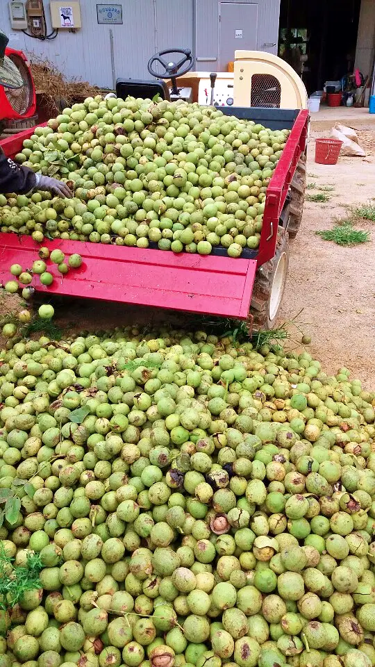  충북 영동 달콤한 햇 호두 감말랭이 자연건조 대봉 곶감 파는 곳 전국 택배 온라인 전화 주문 추천 
