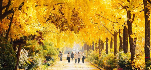 호수와 단풍이 만나는 순간 : 전국 가을 포토 명소 총정리_석촌호수공원