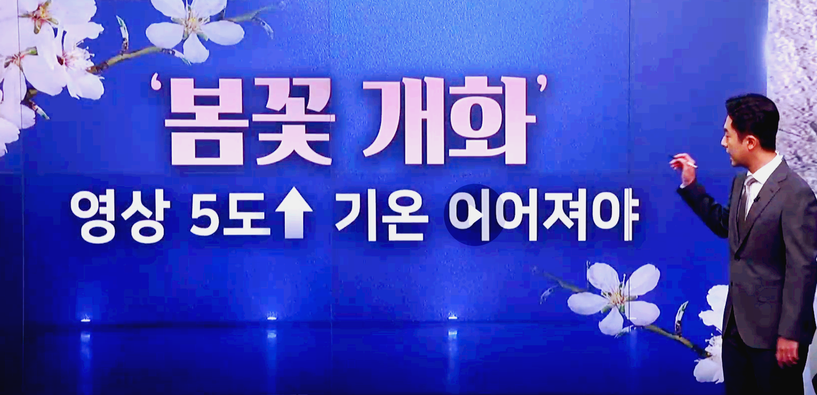 벚꽃 개화시기