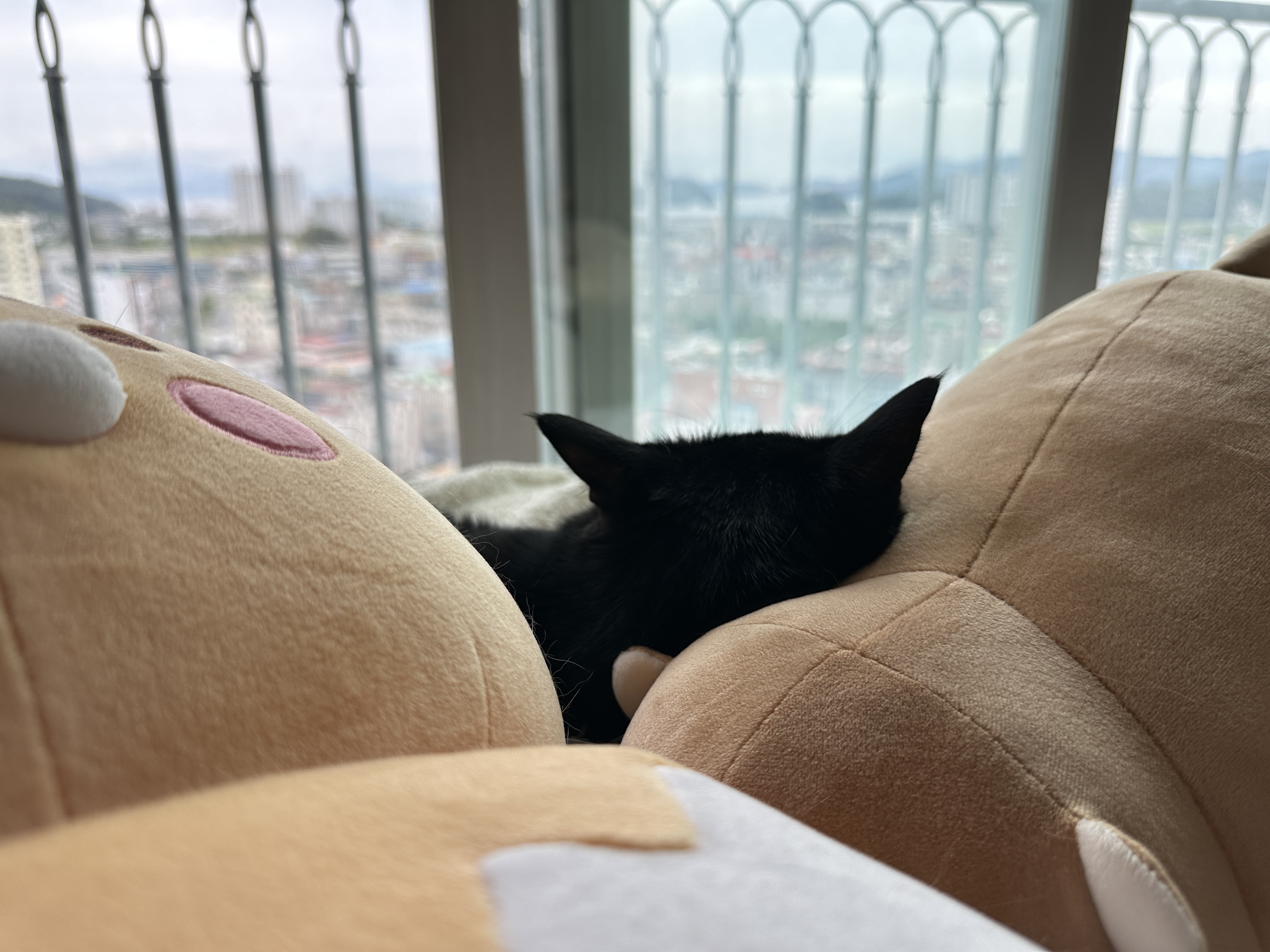 새로_업어온_물개_인형을_맘에_들어하는_건이_1