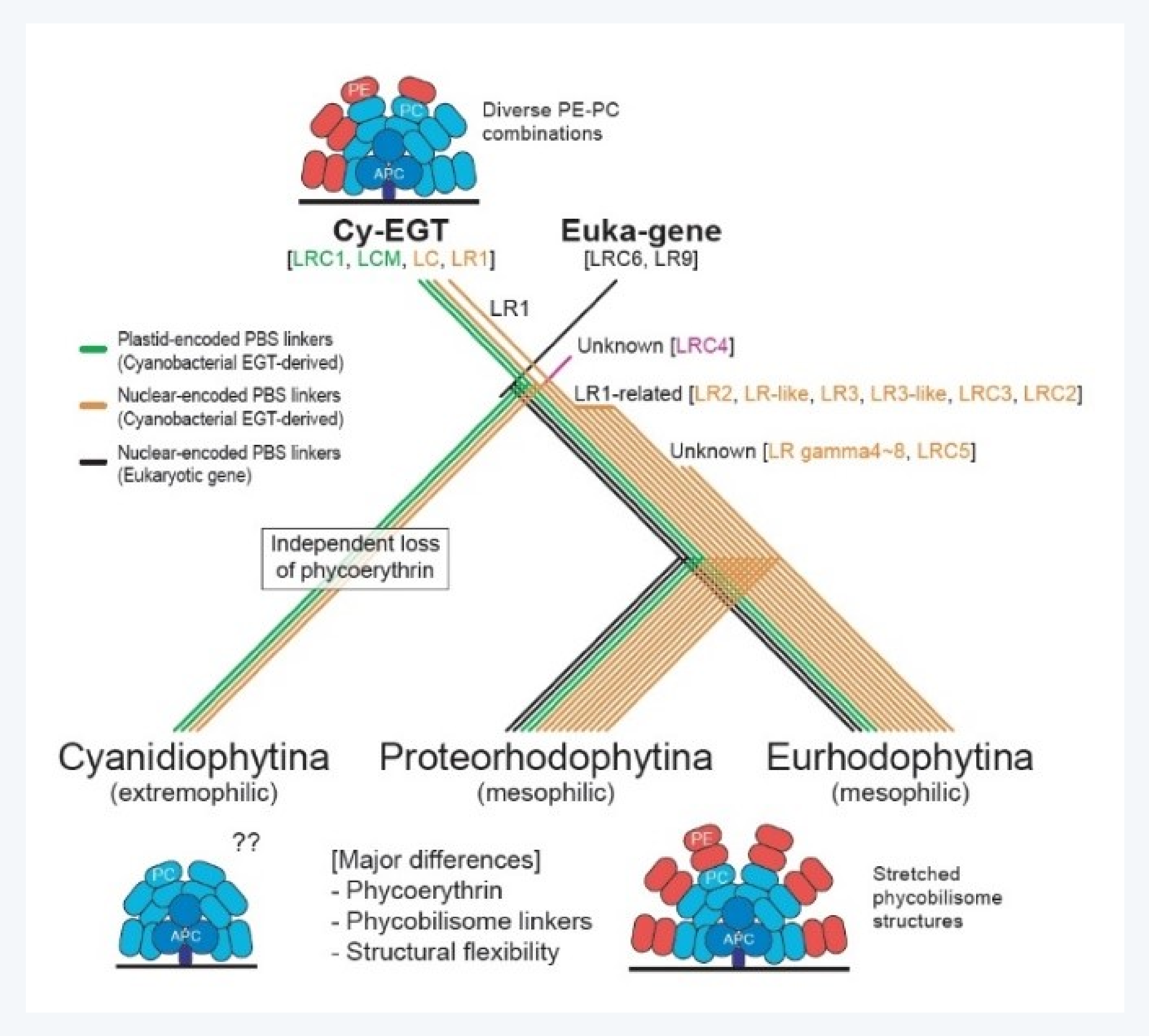 성균관대학교, 윤환수 교수님