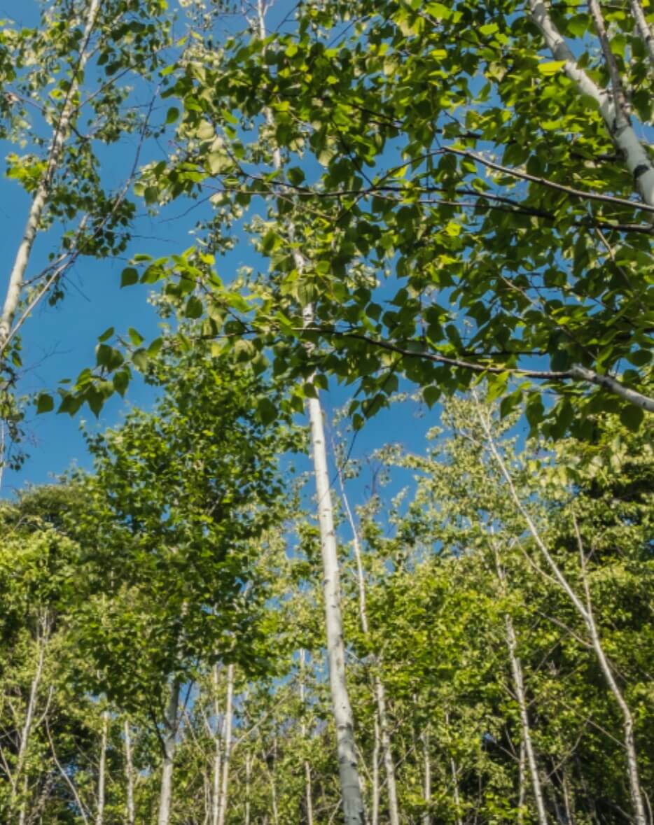 2025 화담숲 입장료 모노레일 주차장