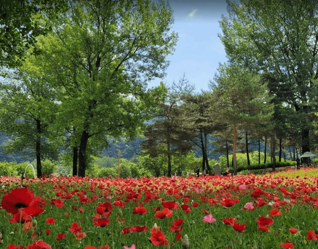 자라섬꽃페스타