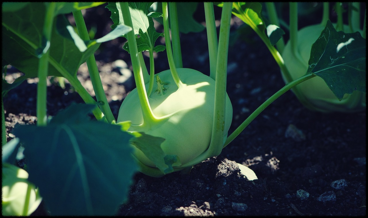 콜라비관련이미지12