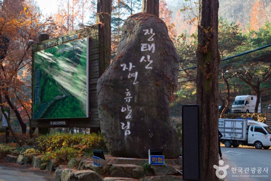 장태산 자연휴양림 메타세퀘이아 스카이웨이 출렁다리 피톤치드