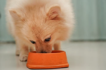 곡물이 없는 개 사료가 개에게 더 좋다.
