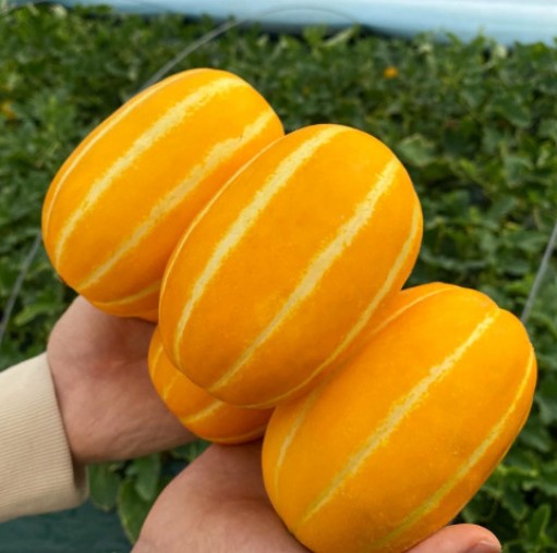 참외-순치기-방법