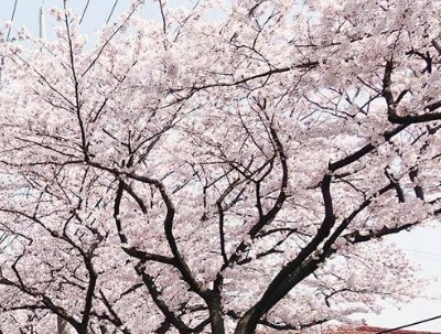 서울-벚꽃-개화시기-3