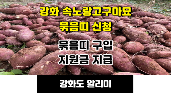 강화 속노랑고구마묘 묶음띠 신청 안내