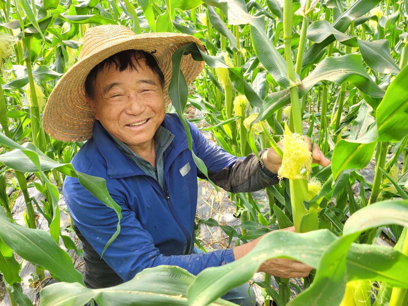 오늘N 가족이뭐길래 경남 밀양 혈당케어 건강쌀 브랜드 초당옥수수 수미감 농부로 주문방법 오늘N 2495회