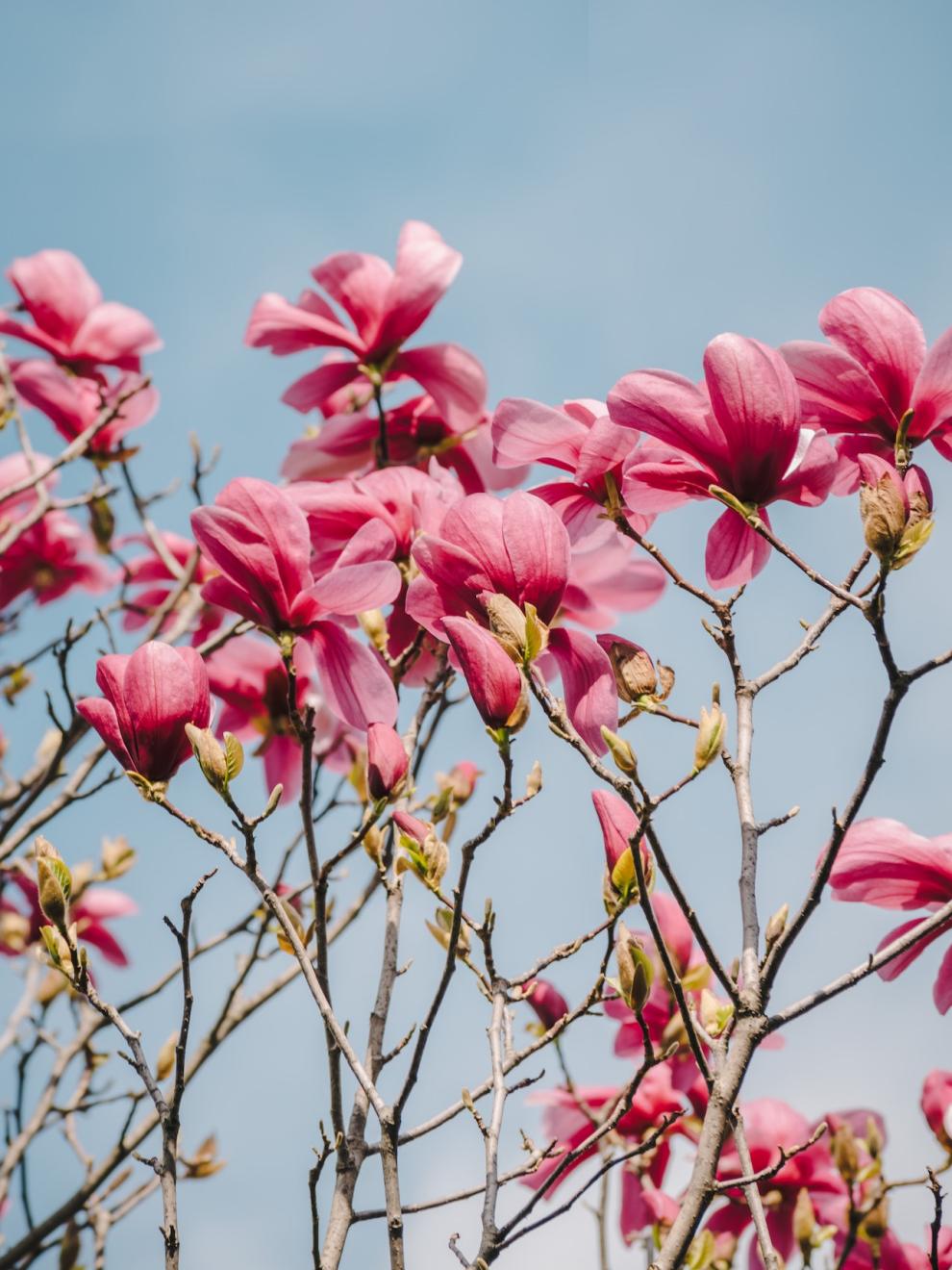 천리포수목원 목련축제