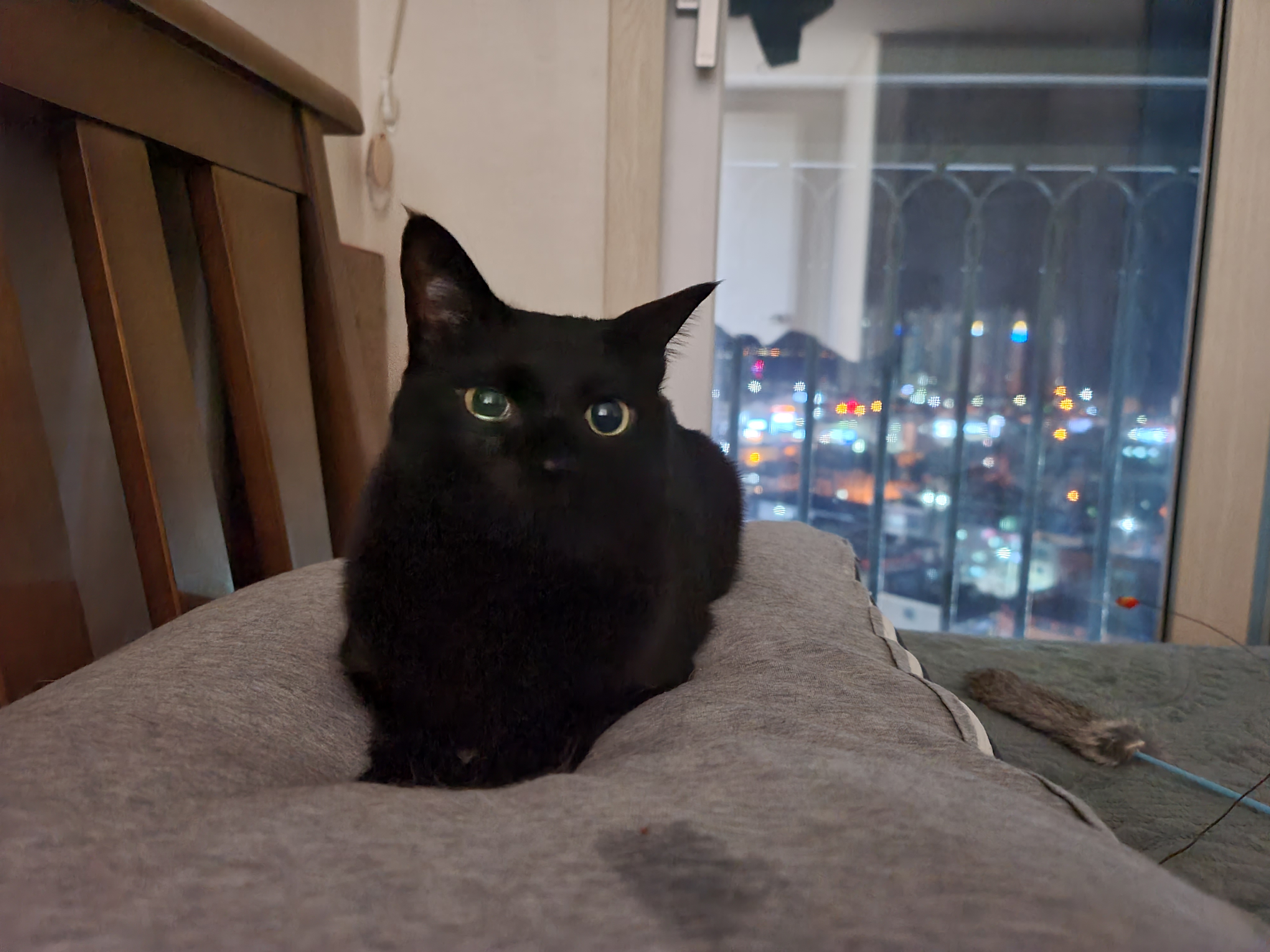 아홉마리 고양이를 한컷에 담기는 너무 어렵다. 아홉마리 고양이들 성격.