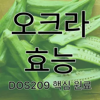 오크라 효능 재배법 손질 수확 요리 보관까지 한눈에 보기_26