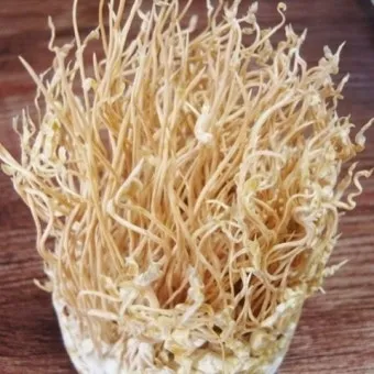 약용식물 동충하초 자연의 신비 건강 효능과 활용_2