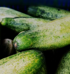 오이 효능 부작용 고르는법 칼로리