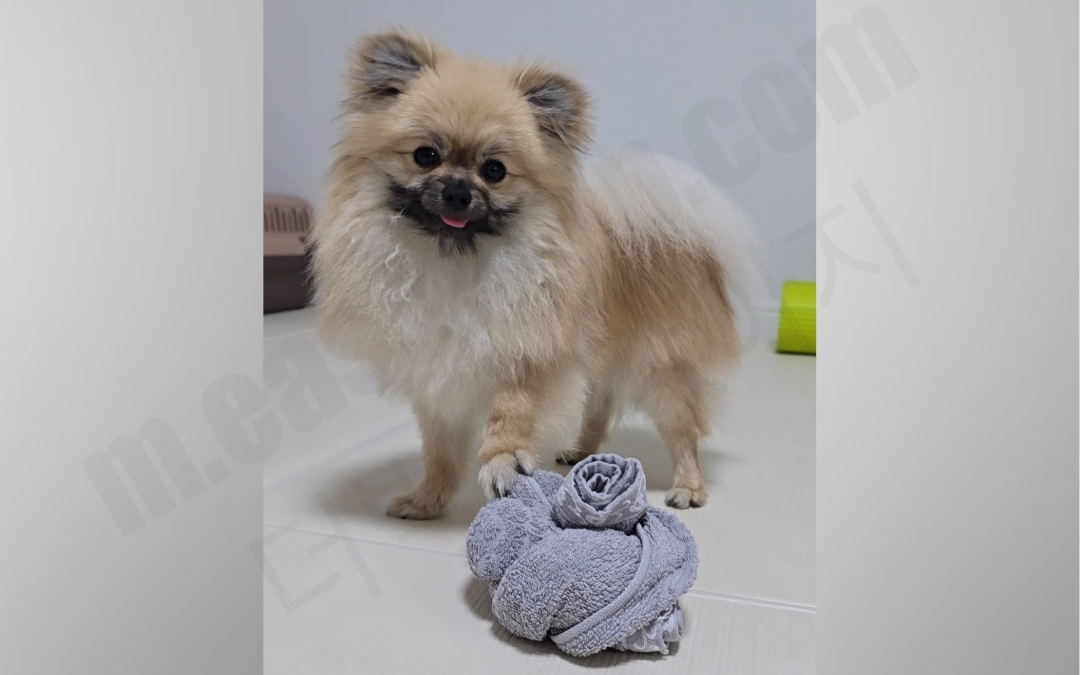 수건으로 만든 노즈워크 장난감을 가지고 노는 강아지