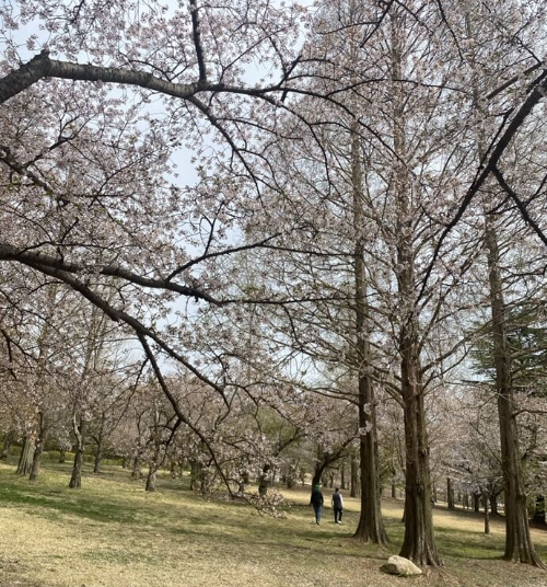 경주 불국사공원 벚꽃 풍경