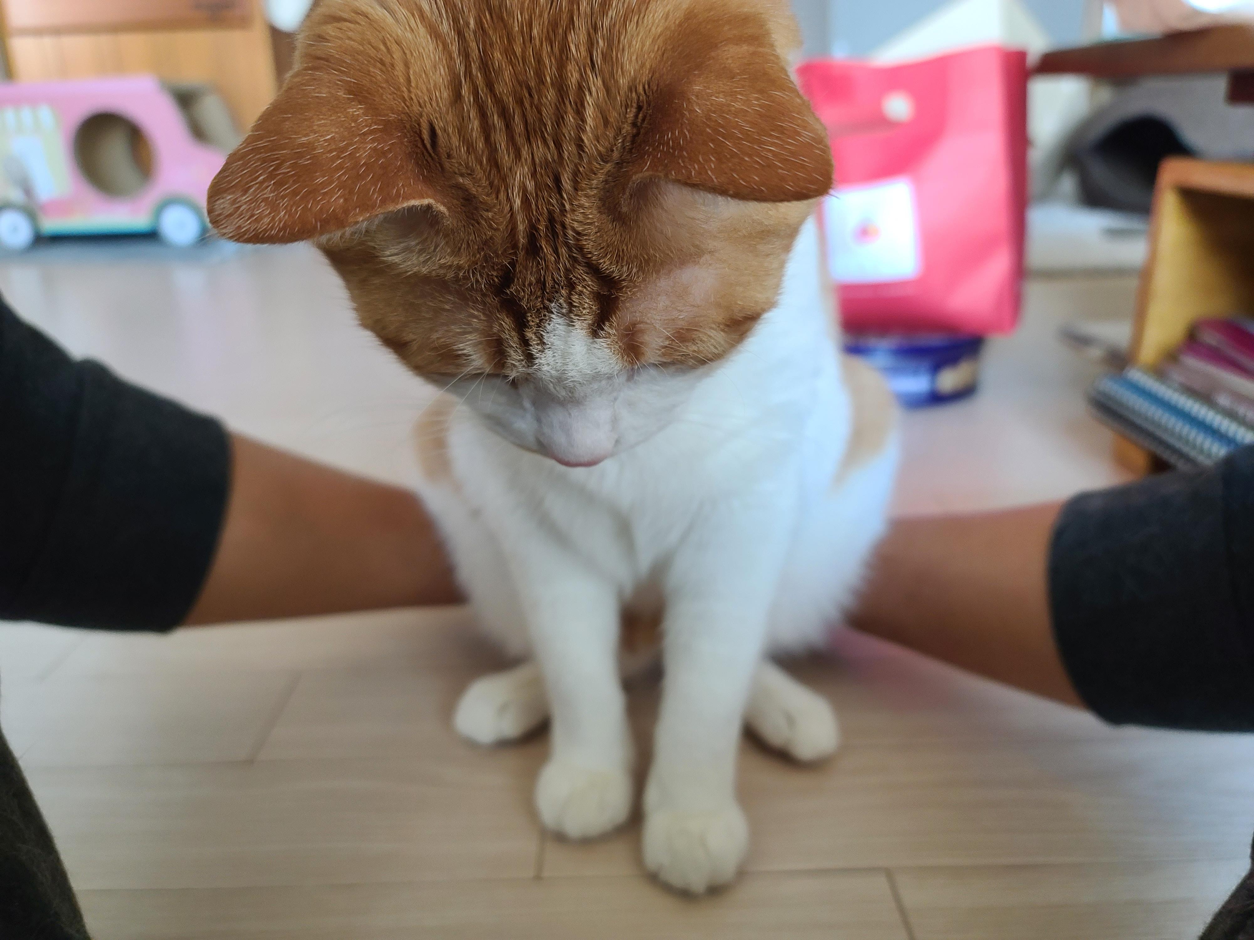 치즈고양이 형제들의 엄마발 사용방법