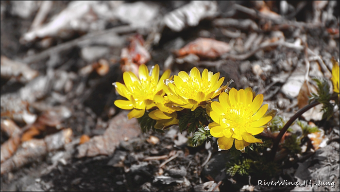 천성산 산하동 야생화