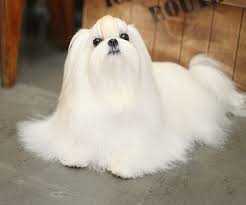 구글 말티즈 이미지 말티즈사진