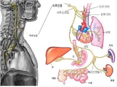 미주신경