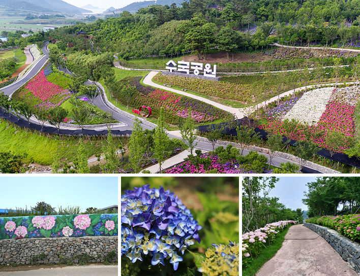 신안 도초수국공원, 6월의 섬꽃길에서 만나는 수국의 향연