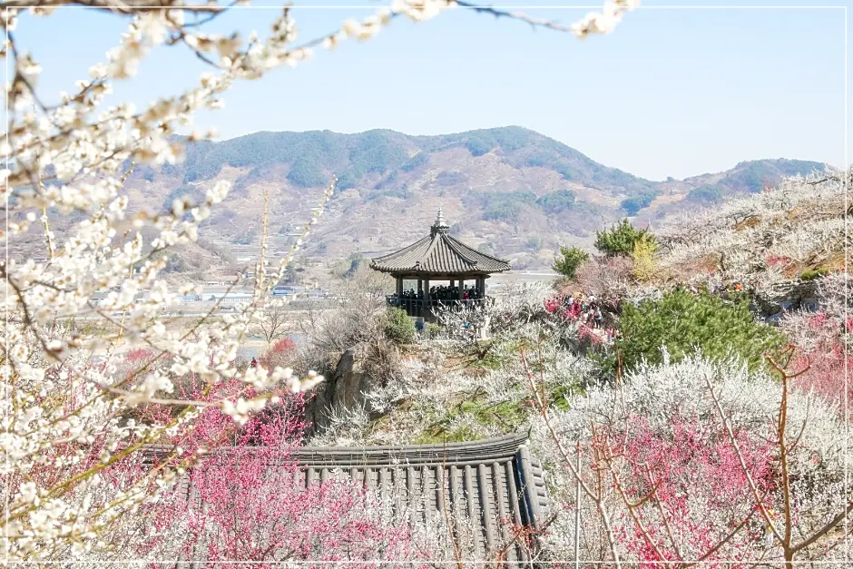 광양 매화축제