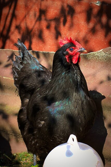 2024년 신년운세 닭띠 2월 쫙펴진 날개~