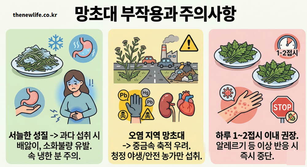 망초대 효능 부작용