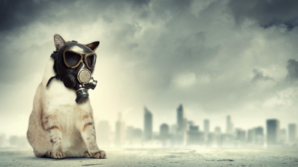 가스 마스크를 쓰는 고양이.