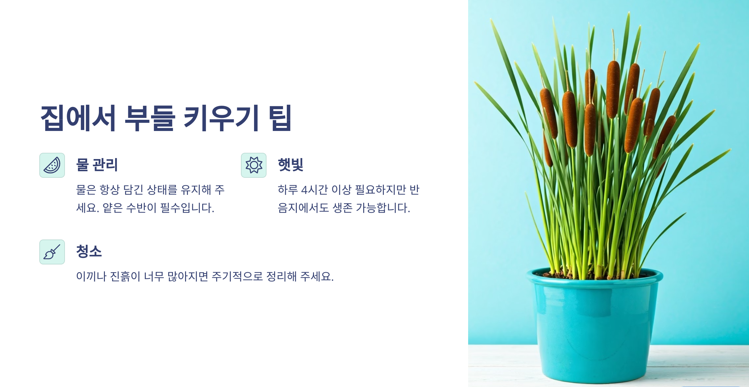 부들