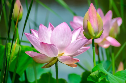 서울에서 1시간, 경기도 양평 세미원 – 연꽃과 함께하는 힐링 여행