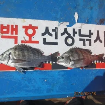 디낚 점주 조황 전국 바다낚시 출조 꿀팁_5