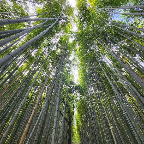 길게 뻗은 대나무가 빽빽하게 들어서있다.