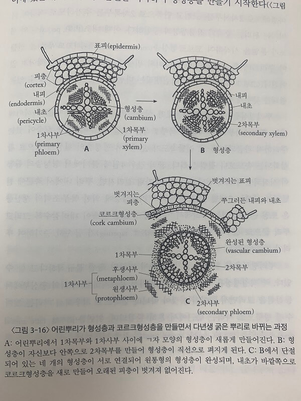 출처 : 수목생리학 (이경준 지음)