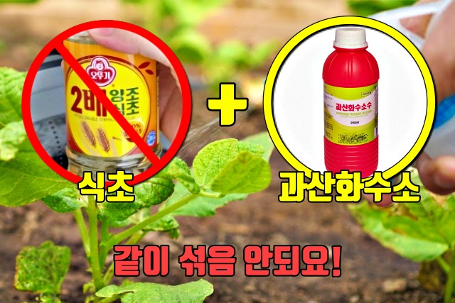 코로나 자가격리 소독,식초 과산화수소,팁줌