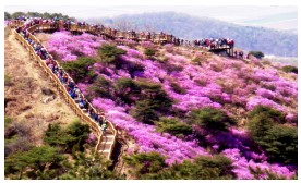 고려산 진달래 축제