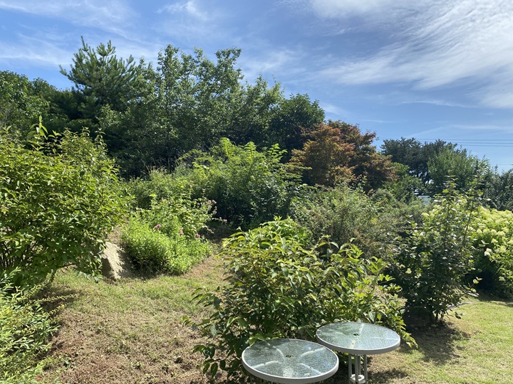 카페-가는길에-나무