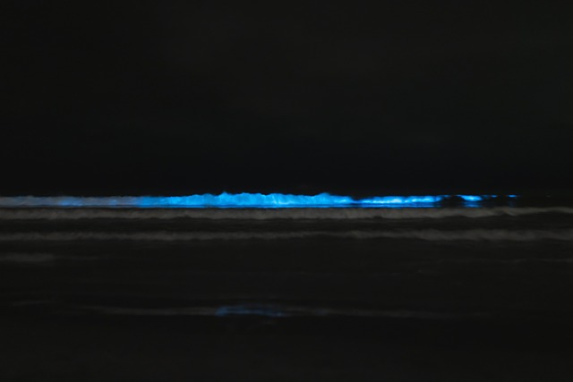 bioluminescence