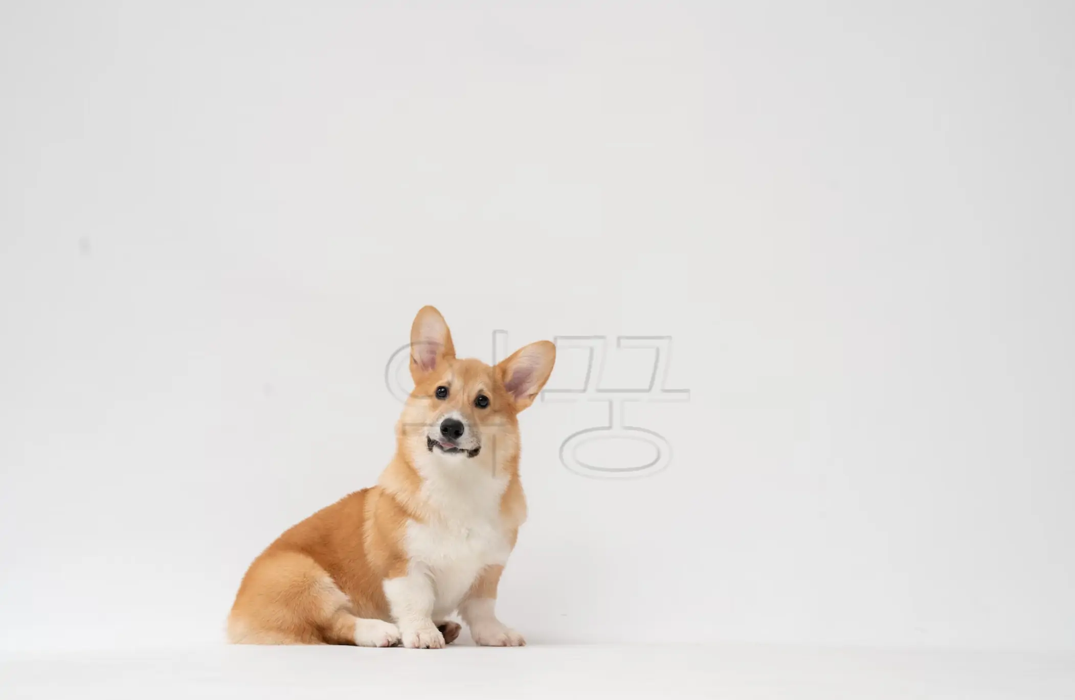 강아지 허리디스크 대표적 원인