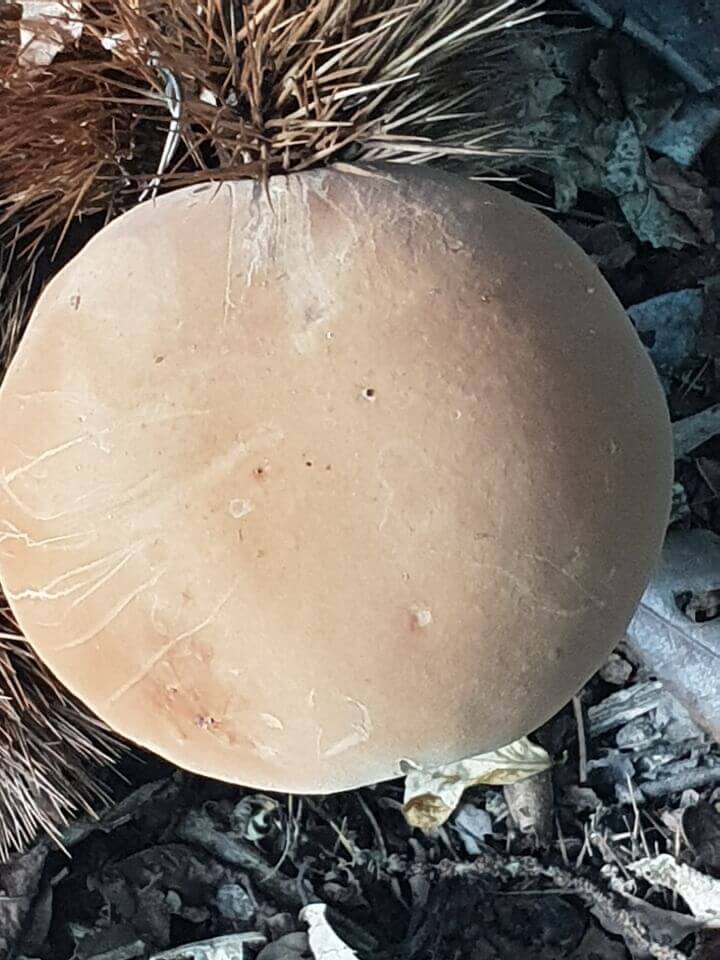 산속그물버섯아재비