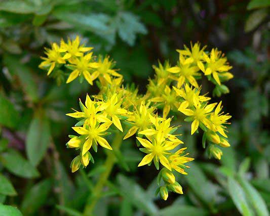 노란색-돌나물-꽃무리