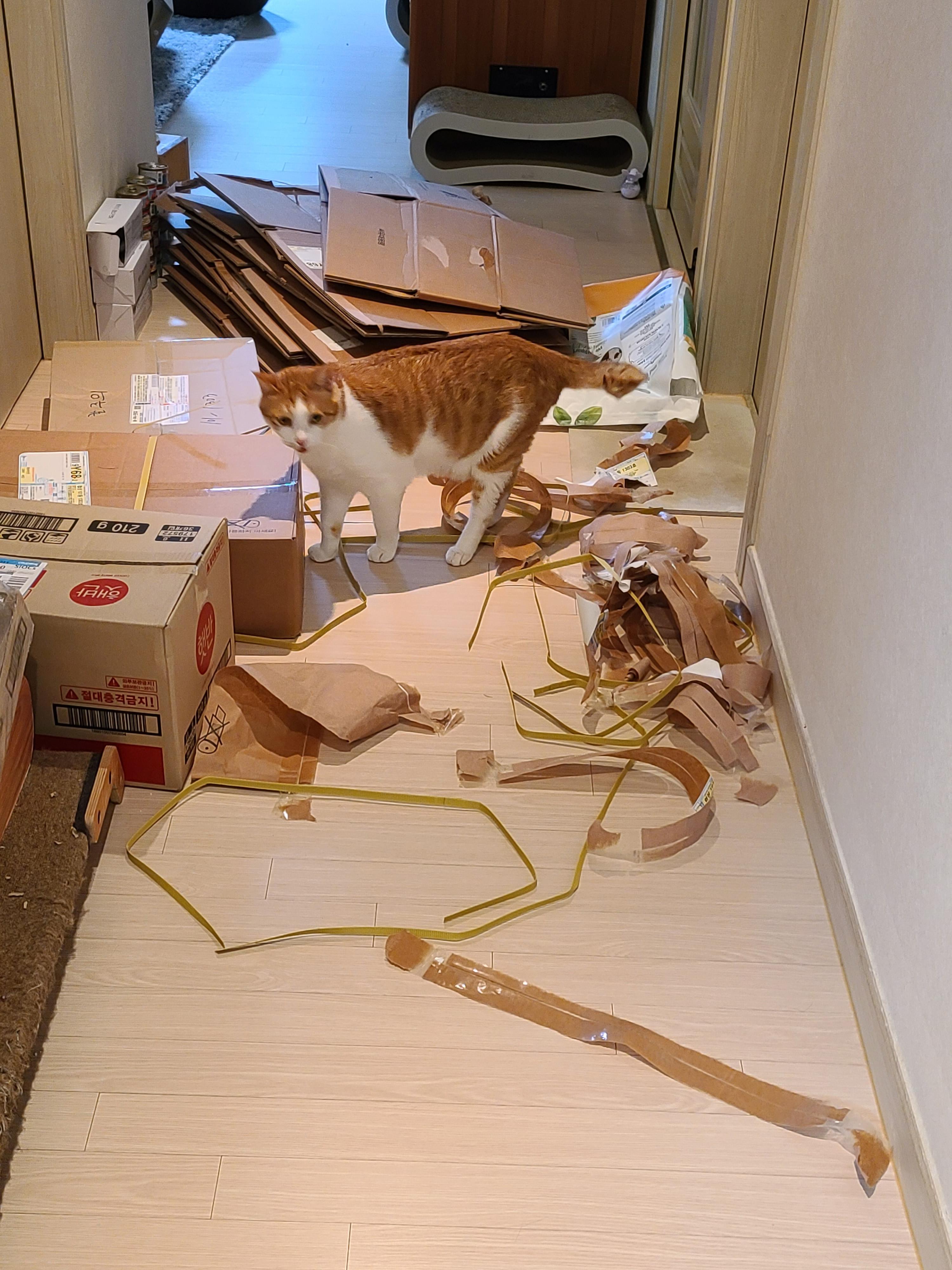 5월 1일 고양이들 모래 화장실전체갈이!(feat. 바우젠)