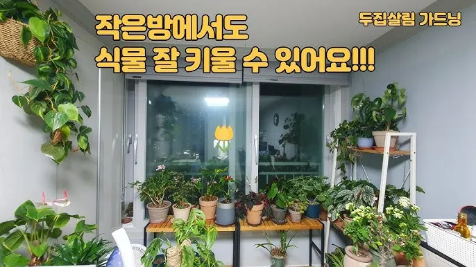 작은 원룸 식물배치 저조도선택 물주기 공간절약 아이디어_1