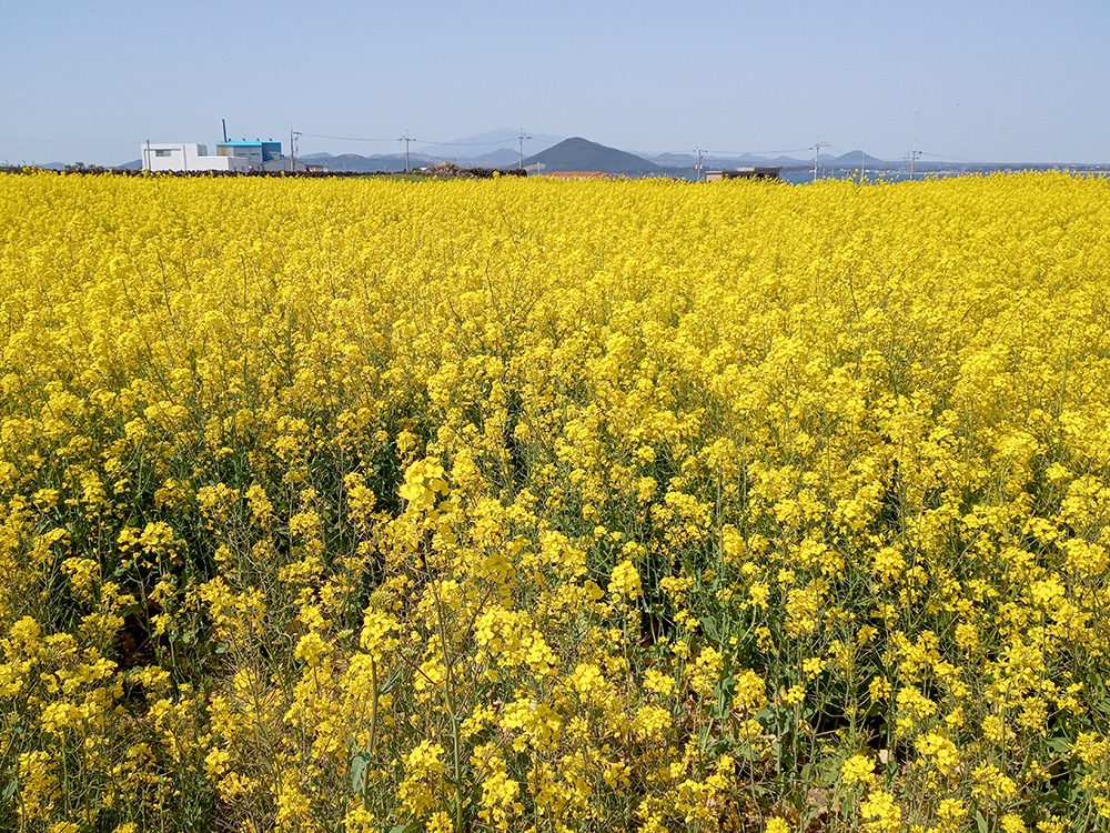 올레1-1코스&#44; 우도(牛島·Udo) 산물통입구